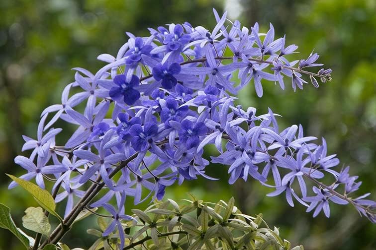Purple Sandpaper Vine PETREA VOLUBILIS Flower Seeds for Planting - 100 pcs seeds for planting in home garden