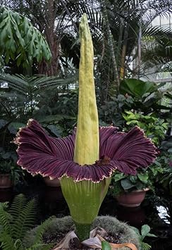 Smelliest Flower Seeds – Heirloom Non-GMO Seeds for Unique and Exotic Garden Planting
