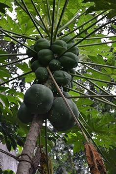 Kakaobohne Fruit Seeds - Grow Cocoa Beans for a Rich and Chocolatey Harvest 100 Pcs pcs
