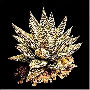 Edible Aloe Vera Plant Seeds for Planting - NON GMO Seeds