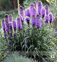 Purple Liatris Spicata Plant Seeds for Planting ƒ?? NON GMO Seeds