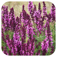 Close-up of Salvia x superba 'Rose Queen' flowers with lush green foliage.


