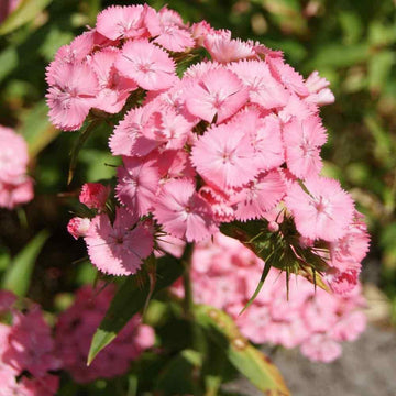 Light Pink Dianthus Flower Seeds for Planting, 100 pcs seeds for planting in home garden