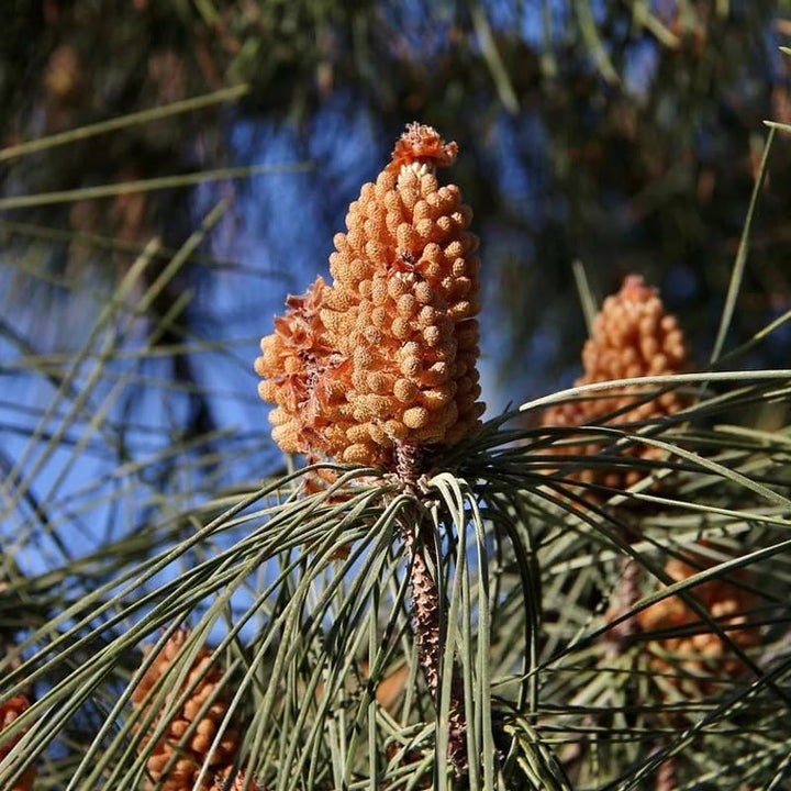 Italian Pine Nut Tree Seeds for Planting – Heirloom, Non-GMO Nut Seeds