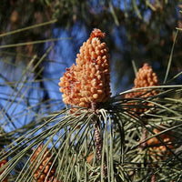 Italian Pine Nut Tree Seeds for Planting – Heirloom, Non-GMO Nut Seeds
