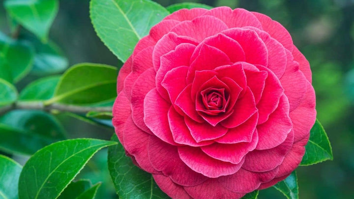 Camellia Flower Seeds Pink for Planting - 100 pcs