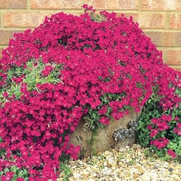 Pink Cascading Flower Seeds for Planting – Organic, Heirloom, Non-GMO Seeds