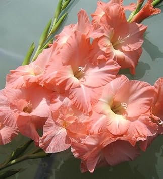 Peach (Peach scientific name) for planting in garden