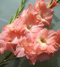 Peach (Peach scientific name) for planting in garden