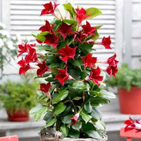 Heirloom Non-GMO Sanderi Flower Seeds for Tropical Ornamental Garden Planting