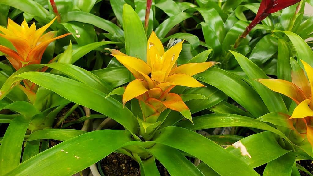 Heirloom Non-GMO Vibrant Turquoise Flower Seeds for Planting – Rare Colorful Garden Blooms - Non-GMO for planting in home garden