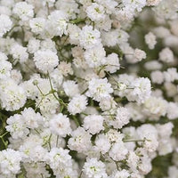 Baby's-Breath Flower Seeds for Planting ƒ?? Organic, Heirloom, Non-GMO Gypsophila Seeds for planting in your garden.