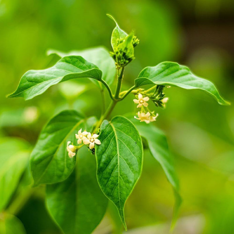 Heirloom Gymnema Inodorum Plant Seeds, Non-GMO Medicinal Herb Seeds for Garden Planting