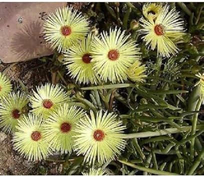 Yellow Cephalophyllum Pillansii Plant Seeds for Planting - NON GMO Seeds