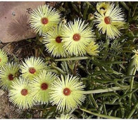 Yellow Cephalophyllum Pillansii Plant Seeds for Planting - NON GMO Seeds