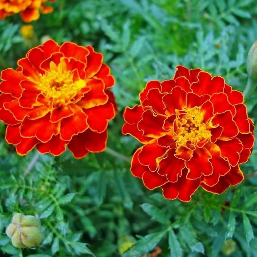 Red Flower Pot Plant Seeds for Planting â€“ NON GMO Seeds for planting in home garden