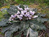 Black Mandrake Mandragora Autumnalis Planting Seeds - Non-GMO, Heirloom