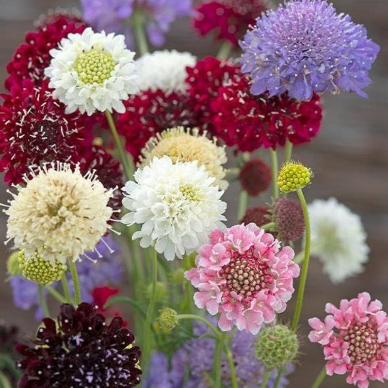 Yellow Scabious Flower Seeds for Planting, 100 pcs seeds for planting in home garden