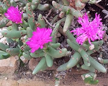 100 Pcs