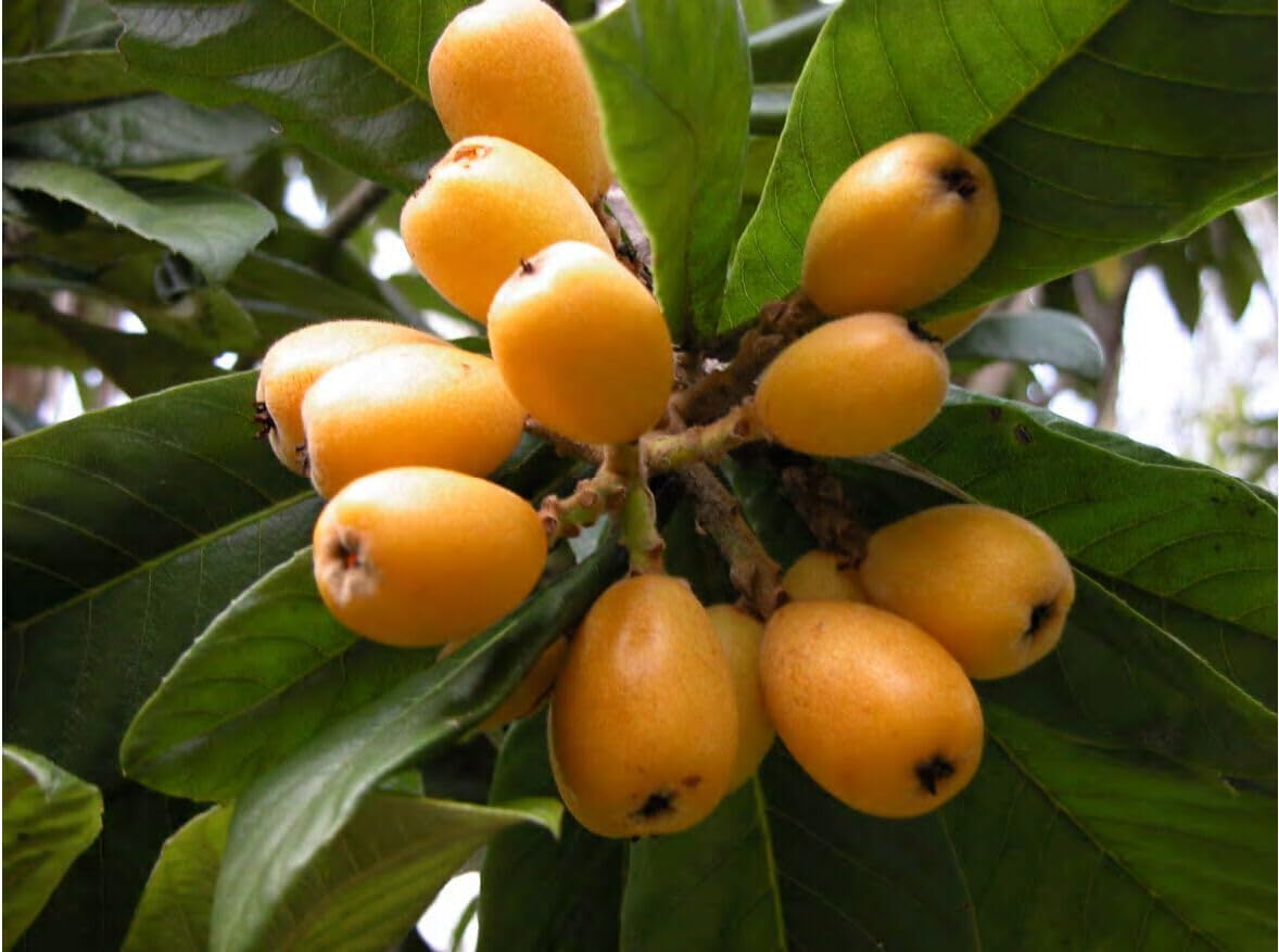 Mispel Fruit Seeds - Perfect for Growing Unique, Aromatic Fruits 100 Pcs pcs