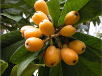 Mispel fruit seeds