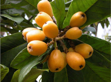 Mispel fruit seeds