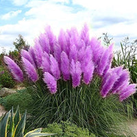 Purple feather grass plants against a blue sky with clouds