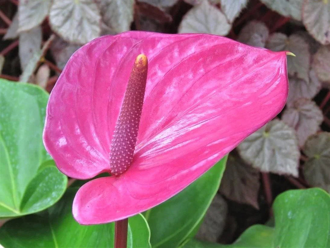 Anthurium Flower Seeds Heirloom Non GMO Planting - 100 pcs