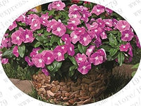 Vinca (Vinca scientific name) for planting in garden