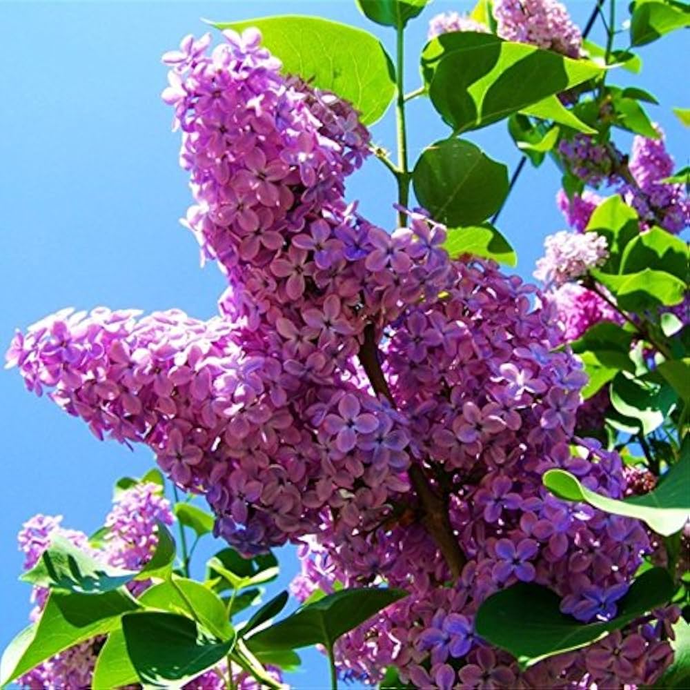 Purple Fragrant Flower Seeds for Planting - 100 pcs seeds for planting in home garden