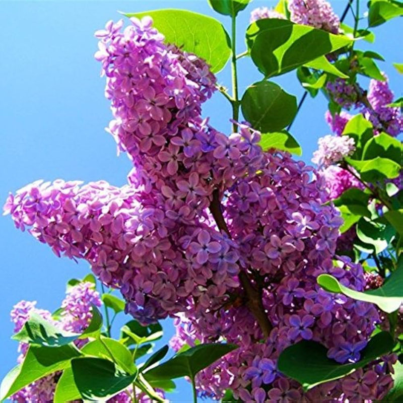 Purple Fragrant Flower Seeds for Planting - 100 pcs seeds for planting in home garden