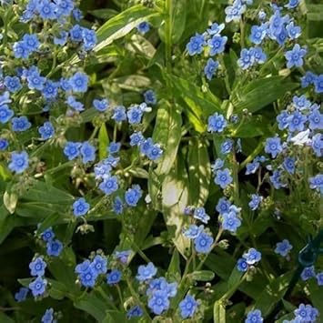 Blue Cynoglossum Flower Seeds for Planting NON GMO Seeds