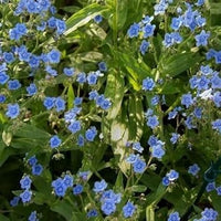 Blue Cynoglossum Flower Seeds for Planting NON GMO Seeds