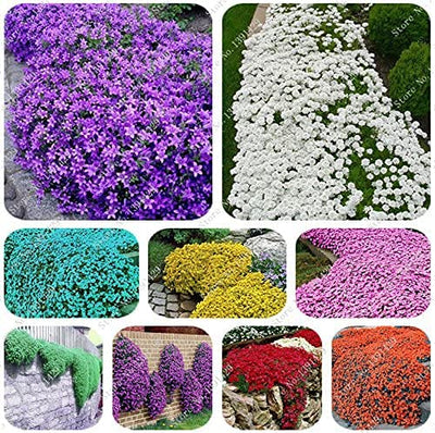 100 Pcs