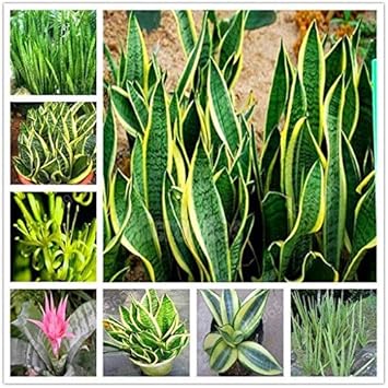Sansevieria Plant Seeds for Garden Planting - NON GMO Seeds for planting in home garden