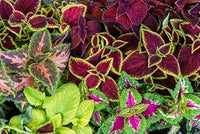 Coleus Multi-Colored Plant Seeds – Heirloom, Non-GMO Seeds for Planting Vibrant Foliage