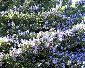 Purple Rosmarinus Flower Seeds for Planting - 100 pcs for planting in your garden.