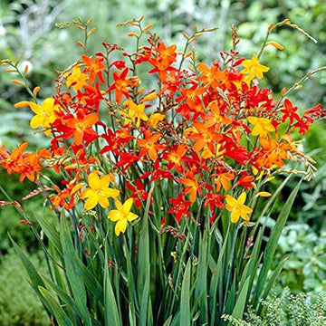 Crocosmia Flower Seeds for Planting 100 pcs seeds for planting in home garden