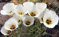 Calochortus Flower Seeds for Garden Planting - NON GMO Seeds
