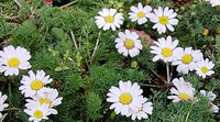 Anacyclus Pyrethrum Flower Seeds for Planting - 100 pcs