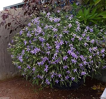 Blue Laurentia Flower Seeds for Planting - 100 pcs