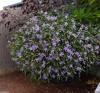 Blue Laurentia Flower Seeds for Planting - 100 pcs