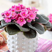 Pink White Saintpaulia Seeds for Planting ƒ?? Organic Heirloom Non-GMO Flower Seeds for planting in your garden.