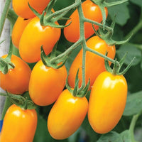 Orange Grape Tomato Seeds for Planting -heirloom & Non-GMO Seeds