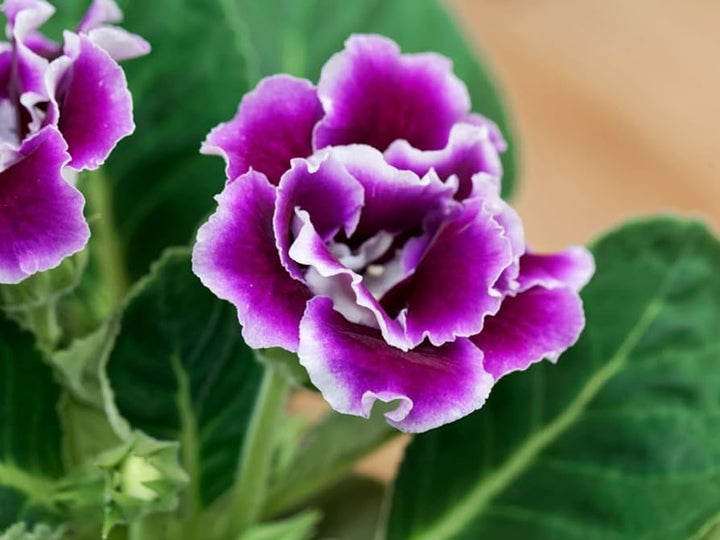 Gloxinia Flower Seeds Pink Purple for Planting - NON GMO Seeds