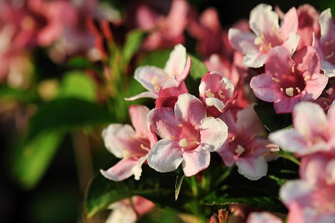 Pink Kolkwitzia Flower Seeds for Planting, NON GMO Seeds for planting in home garden