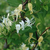 White (White scientific name) for planting in garden