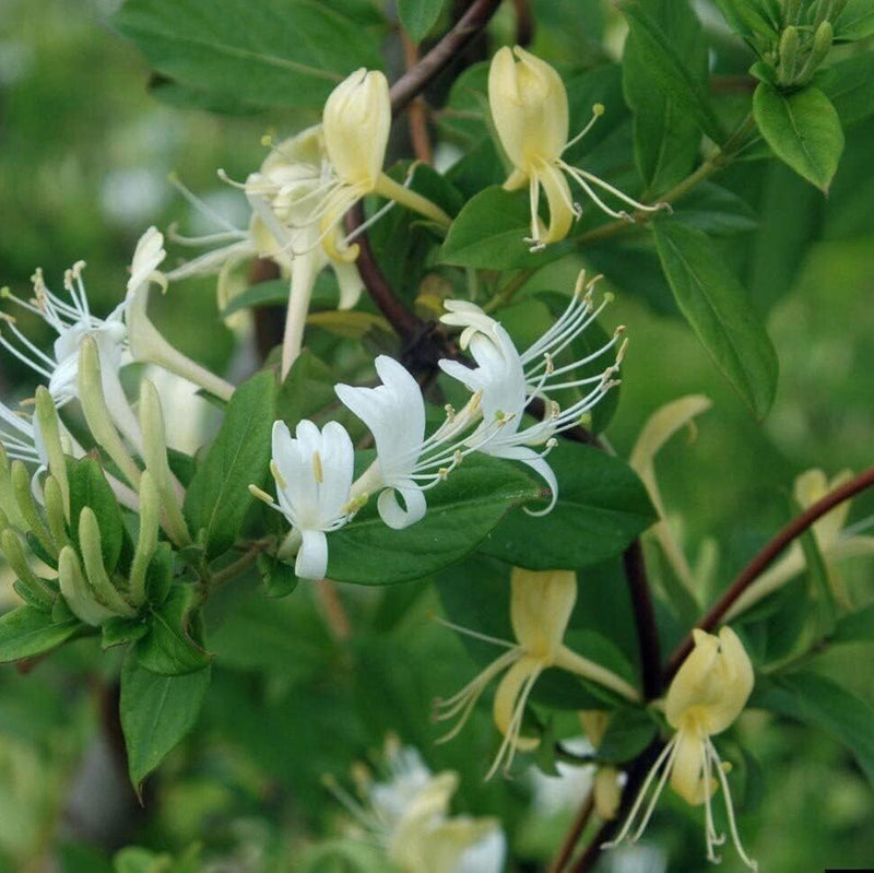 White (White scientific name) for planting in garden