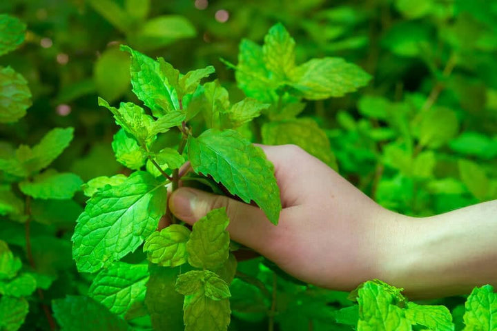 Mint Vegetable Seeds for Planting, 100 Pcs pcs