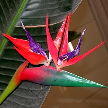 Red Strelitzia Seeds for Planting – Organic, Heirloom, Non-GMO Flower Seeds